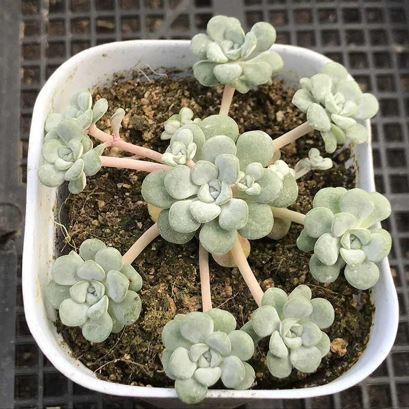 Белый Мороз и более мясная группа с ароматом 5-10 небольшая группа в составе хорошая цена парника изображение