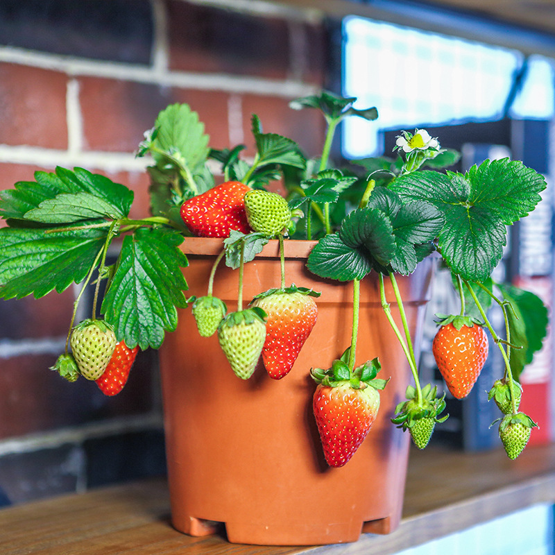 Base Direct selling Strawberry greenhouse indoor courtyard Potted plant Four seasons cream Strawberry Then Result
