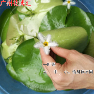 ���lˮ��ˮ��ֲ���_�� һ�~ɏ ��ɏ  �~���쾰һ�~ɏ