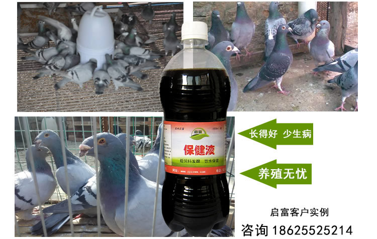 鸽用益生菌保健防病促长