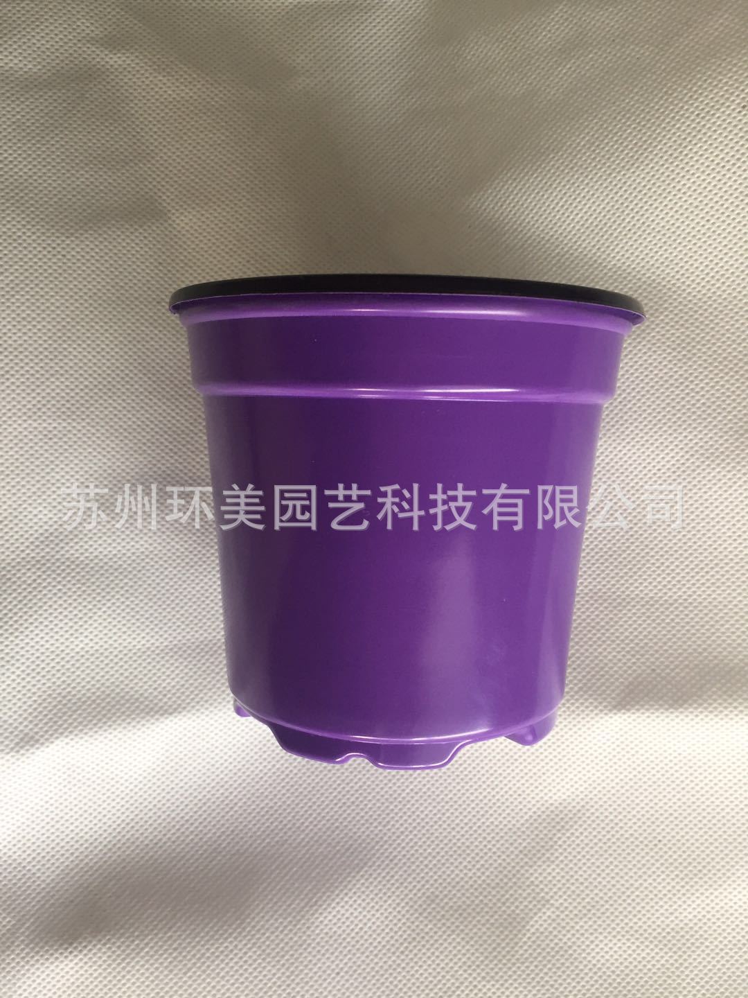 100紫色