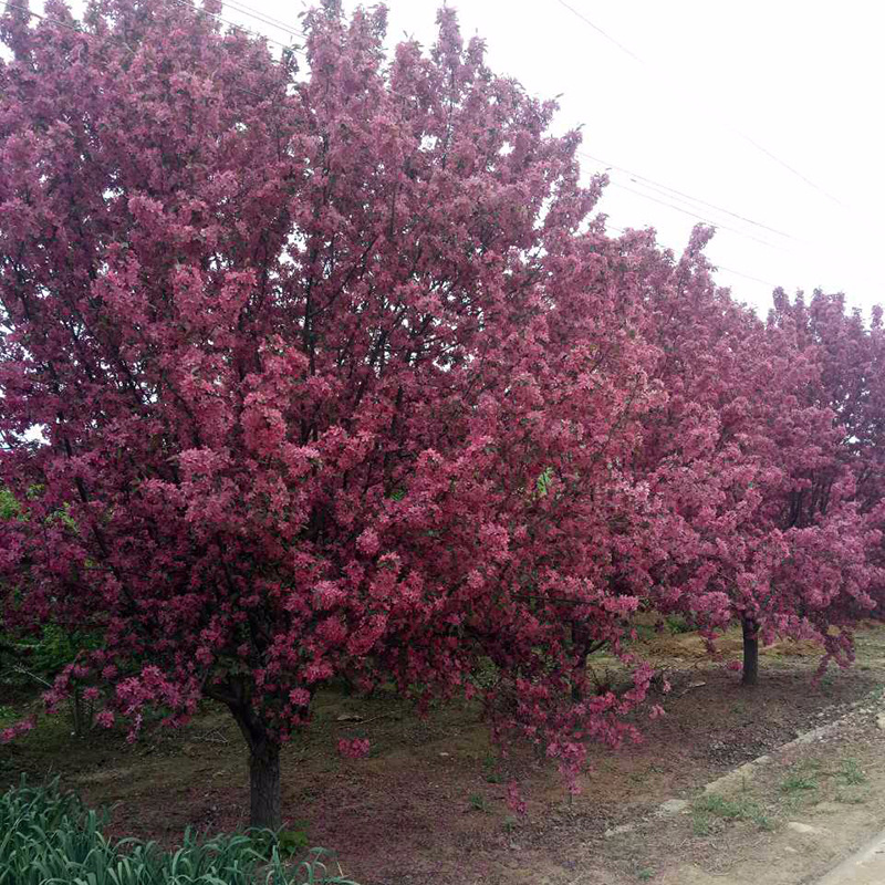 绚丽海棠 (9).jpg