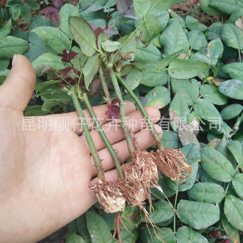 98C0C8757D86CFAAEC1F9DC37A9EAC