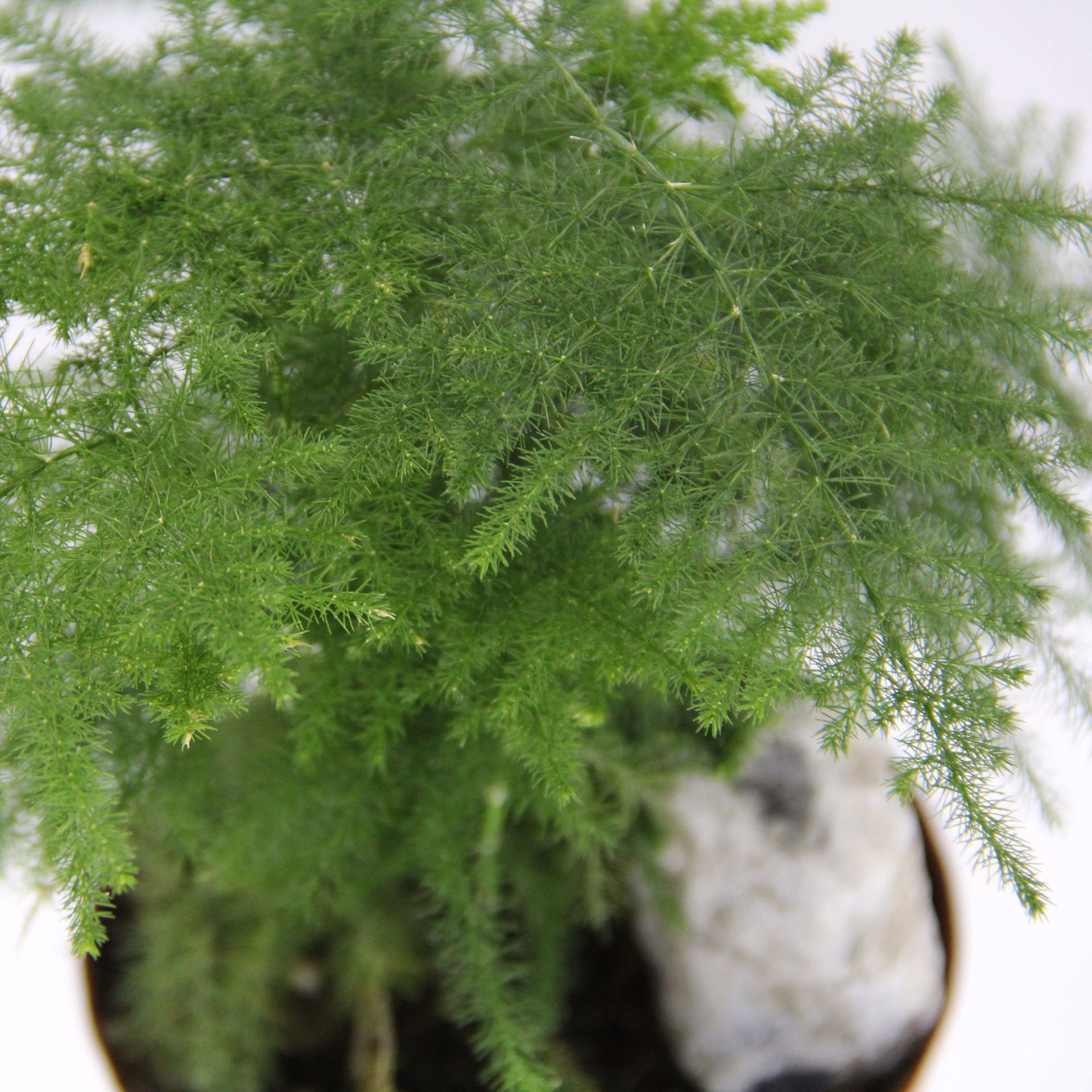 Direct sales of direct sales, wholesale green planting potted, micro -landscape background Plant bamboo 90 mini plant flower potted plants 4