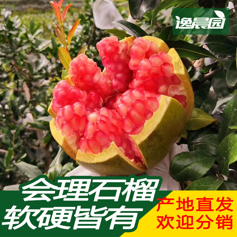 大涼山突尼斯軟籽石榴青皮水晶石榴酸甜超越蒙自石榴臨潼軟籽石榴