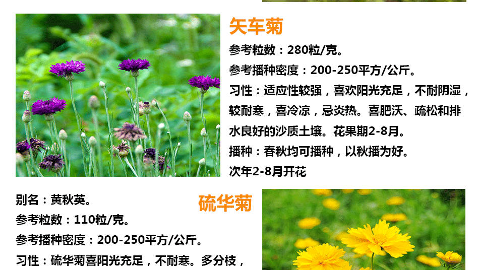花种详情6_08