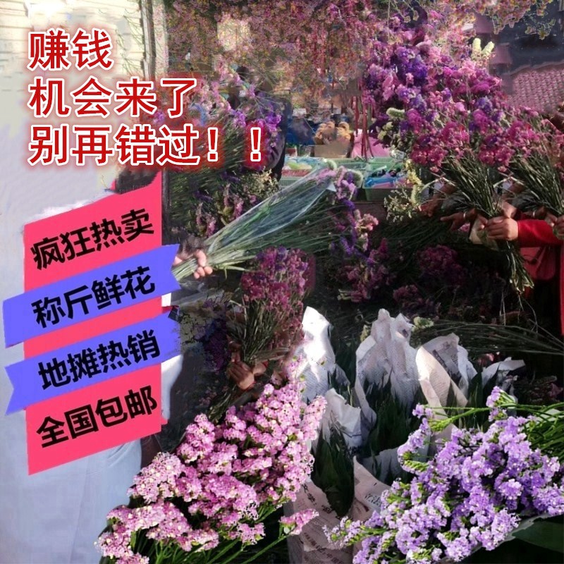 2018 Stall Rivers and lakes originality flower Forget me not Dried flowers wholesale Yunnan Base
