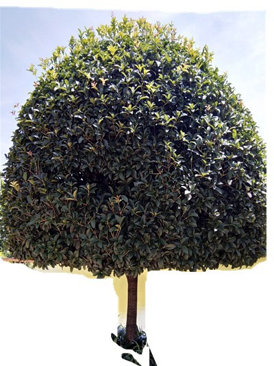 IMG_20180628_110344_副本