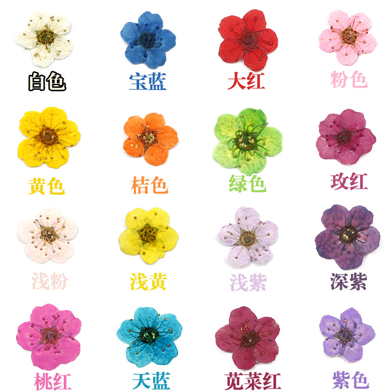 干花小梅花颜色图.jpg