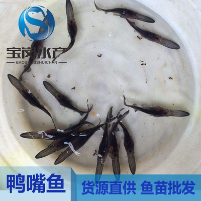 Paddlefish Fry high quality Duckbill Fry Guangdong Duckbill Fry wholesale Manufactor Duckbill Fry Wholesale Price