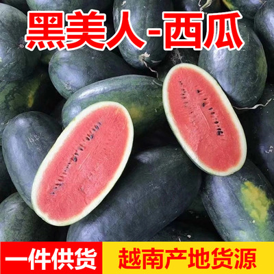 越南黑美人西瓜新鮮當季水果薄皮黑籽熟甜西瓜批發包郵 壹件代發