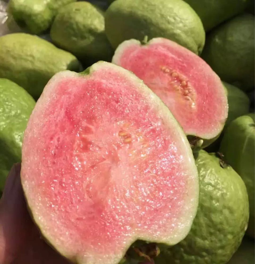 福建广西台湾品种红心芭乐非白心新鲜现摘蕃石榴一件代发|ms