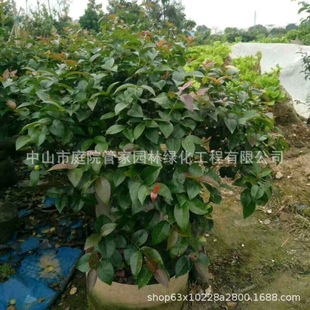 ����ֱ�N �t���� ������ �t�~�� ���~�� �t���� ����С��G����r