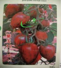 紫玉12-8F1水果番茄種子紫色櫻桃小番茄 聖女果 甜度高 特甜100粒