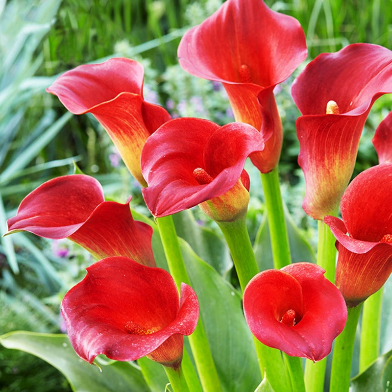 Оптовые цветные шарики каллы импортные шарики в горшках с загрузкой зеленых растений в помещении и на открытом воздухе офисные настольные растения в горшках