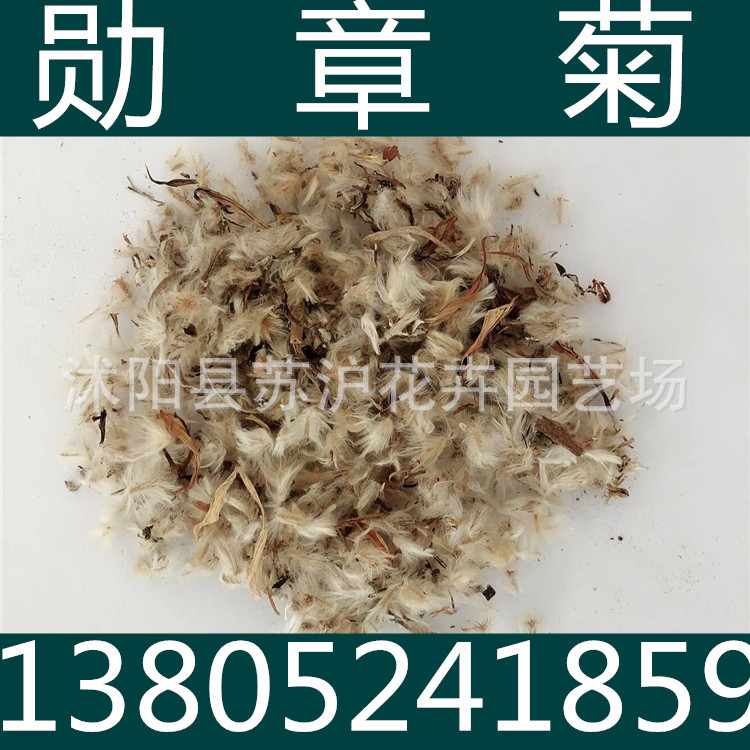 批发 草花种子 勋章菊种子 花卉种子 花海种子 支持货到付款