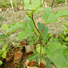 gold Passion fruit Sapling Base Stock Eggs, fruit plant culture Passion fruit seedlings wholesale