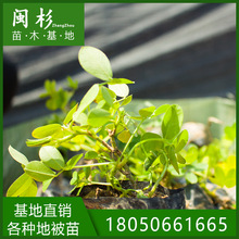 遍地黄金 遍地黄金品牌 图片 价格 遍地黄金批发 阿里巴巴