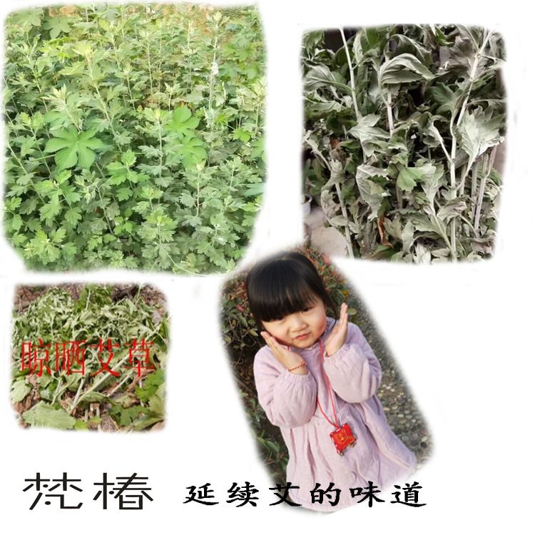 艾草.jpg