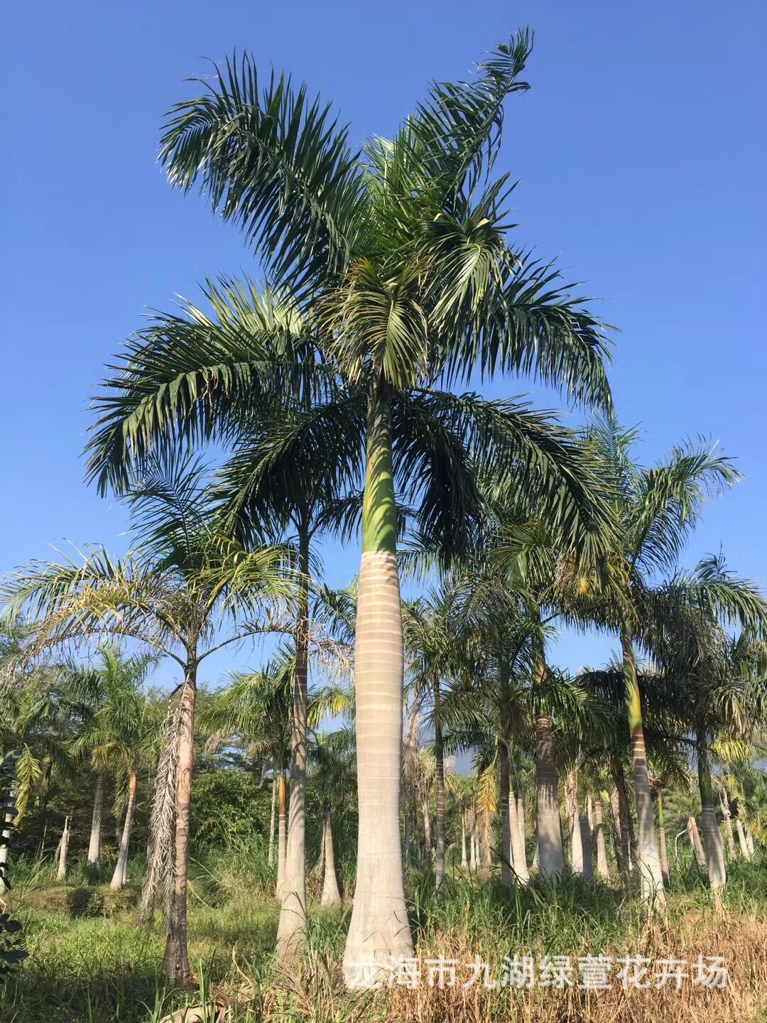 多裂棕竹,细叶棕竹和金山棕,小棕竹_大山谷图库