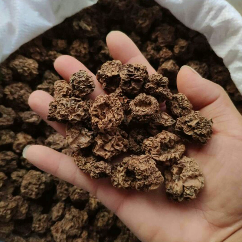 Происхождение оптом Huanren Polygonum aspium насекомое желчный фрукт кошка игрушка фрукты кошка закуски большое количество отличный