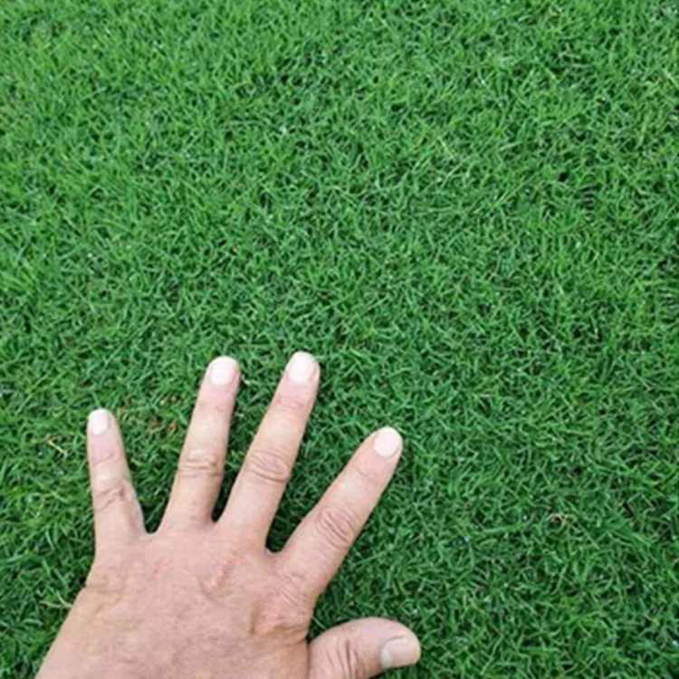 Зеленые виды травы Зойсия виды травы живописные виллы защита склона и почва фиксация холода сопротивление большое количество скидка Добро пожаловать проконсультироваться!