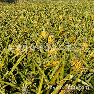 [果农场地]批发出口中东供应新鲜菠萝凤梨|ru