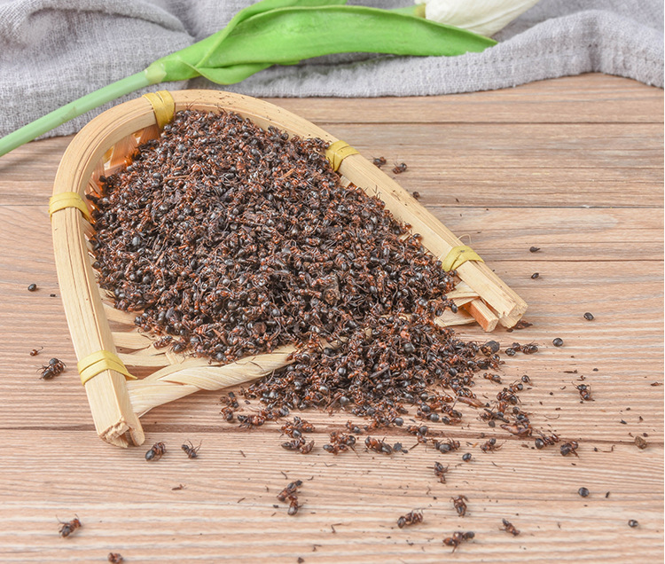 Red Ant (Polyrhachis / Formica) Dried Whole Ants — Traditional Chinese Herbal Ingredient, 500g quality and texture