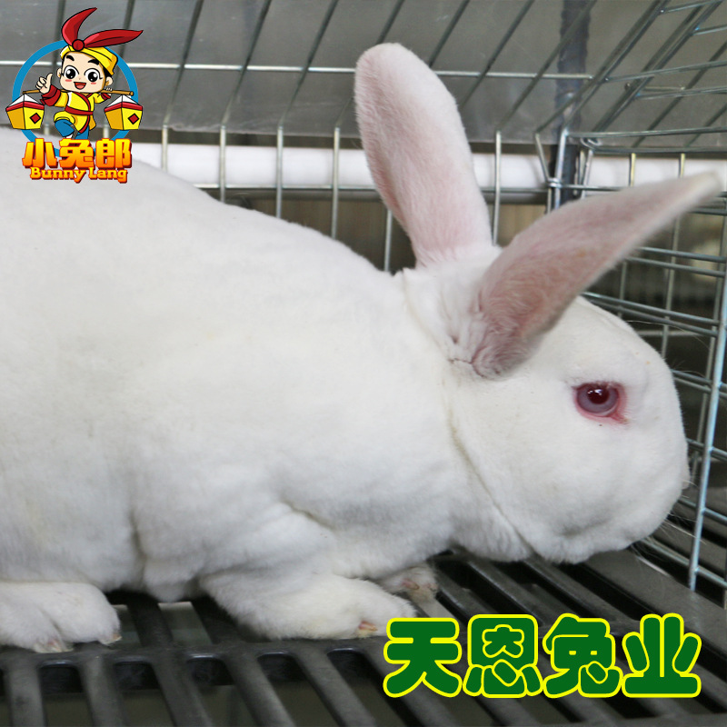 江苏徐州天恩兔业出售法系獭兔 量大从优|ru