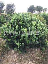 罗汉松球 土球好 冠幅好 造型优美 精品  园林 庭院 花镜 绿化