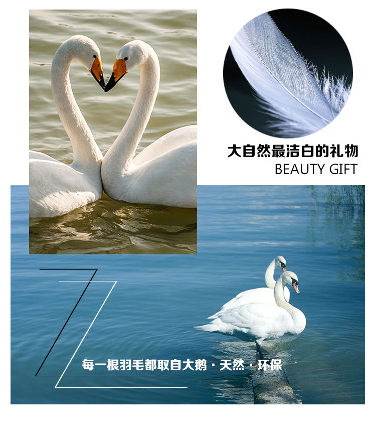 大飘羽毛详情_02