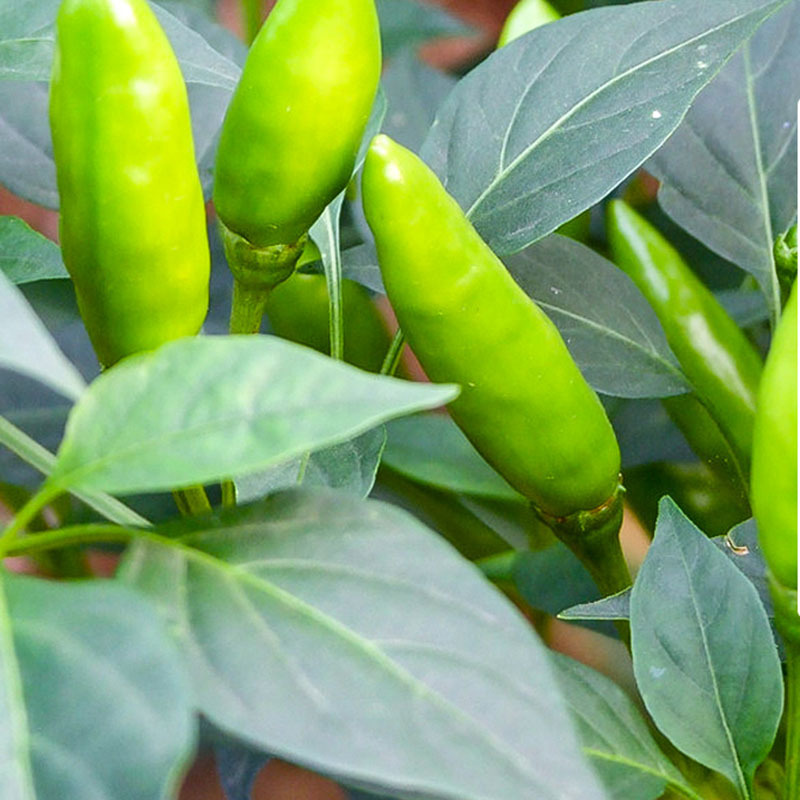 TB2XMYZex6I8KJjy0FgXXXXzVXa_!!