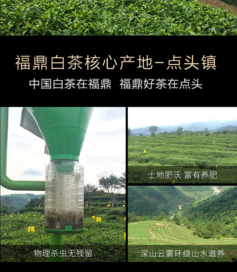 2017-白露茶-阿里_19.jpg