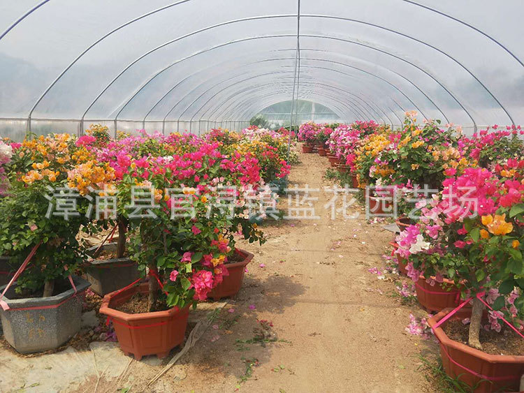 多花三角梅,价格380元 (1).jpg