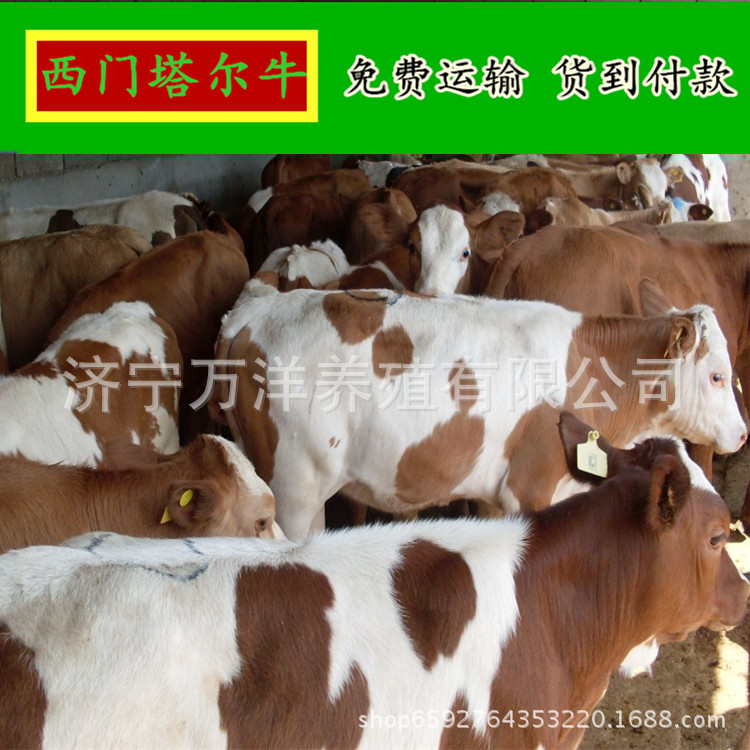 西门塔尔肉牛犊2018年新品呈现  小黄牛犊出售市场价格来电咨询