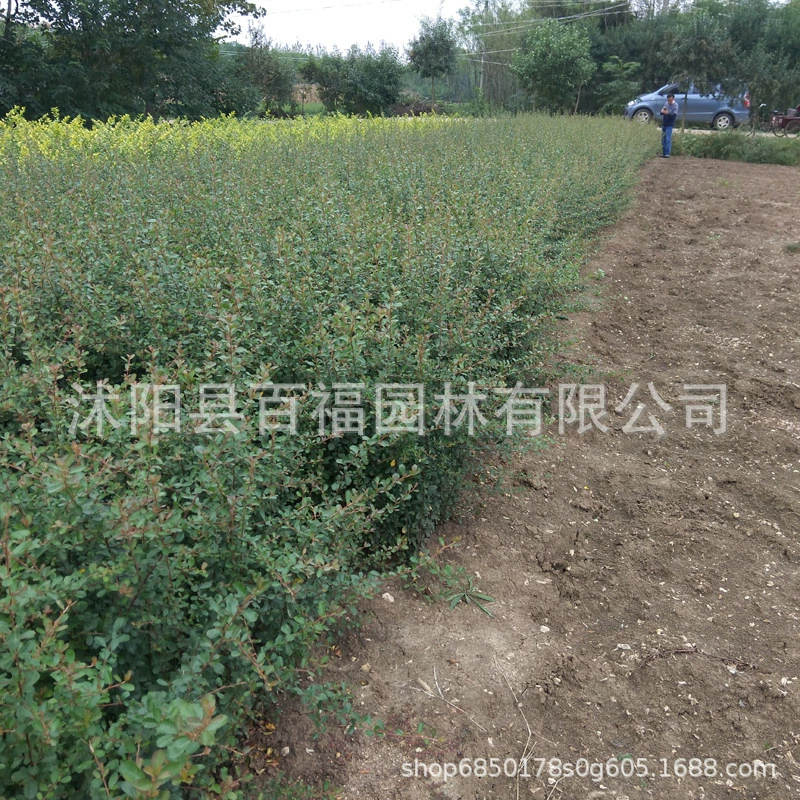 Питомник Оптовая Проект Пираканта Рассада Базовая Цена Городское Озеленение Хедж Цветной Блок Растения