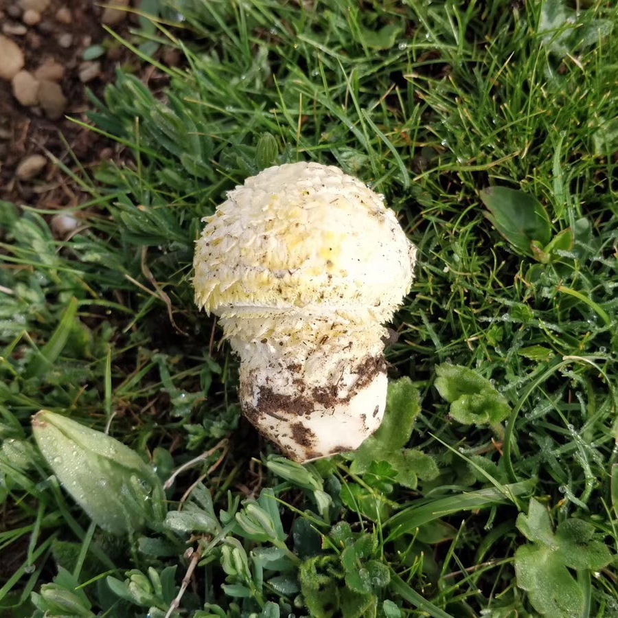 批发青海玉树野生黄色白桩菇虫草伴身菌孕妇月子蘑菇石渠白菌