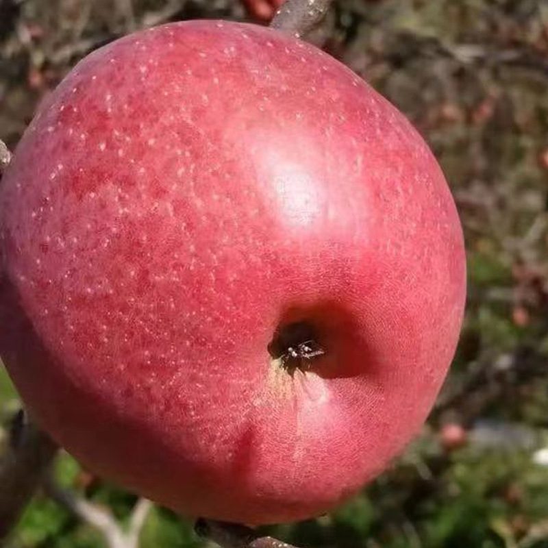 大凉山糖心苹果 盐源红富士特苹果10斤水果批发一件代发 社区团购