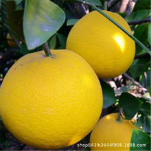 柚子树盆栽 柚子树盆栽品牌 图片 价格 柚子树盆栽批发 阿里巴巴