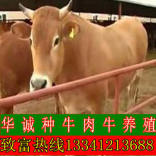 贵州小牛苗价格，鲁西黄牛出售，改良肉牛苗3-6个月的多少钱一头