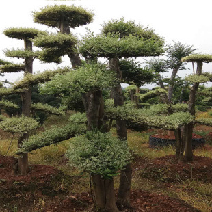 ���l�������Ͳ��~Ůؑ ͥԺ�G����Ʒ�@�ֹ�����ľ��ľ����ֱ�N