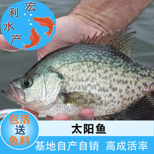 ������ֱ�N���s��̫��~�� ��ˮ�{�w̫��~�� ��߅̫��~���Bֳ��