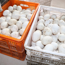 农家五龙种鹅蛋散养土鹅蛋 农家食用蛋 鹅蛋包装新鲜禽蛋