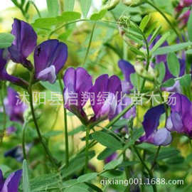 紫花苜蓿种子 猪牛羊兔鱼饲料鸡鸭鹅多年生南方北方 牧草草籽