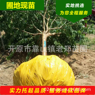 �|���ͺ���~��ľ ɽ�ҳ��� �������~����@���쾰�l��G�������l