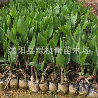 红花黄花美人蕉庭院盆栽观花植物 园林净化水体美人蕉苗花卉批发