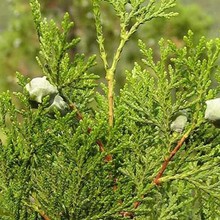 厂家急售50公分侧柏基地 侧柏规格全