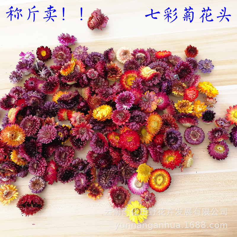 七彩菊雛菊花頭 雲南天然幹花麥稈菊花頭材真花插花藝幹花稱斤賣