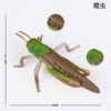 Locust