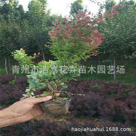 山东红叶小檗批发基地     紫叶小檗图片      江苏红叶小檗价格